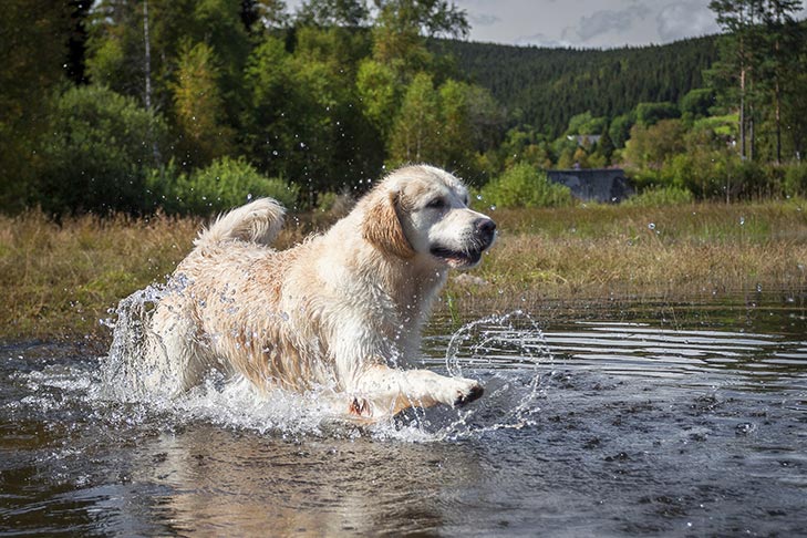 تصویر گلدن رتریور (Golden Retriever)